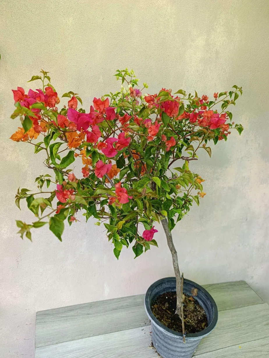Mixed bougainvillea tree form grown by Gro Plus