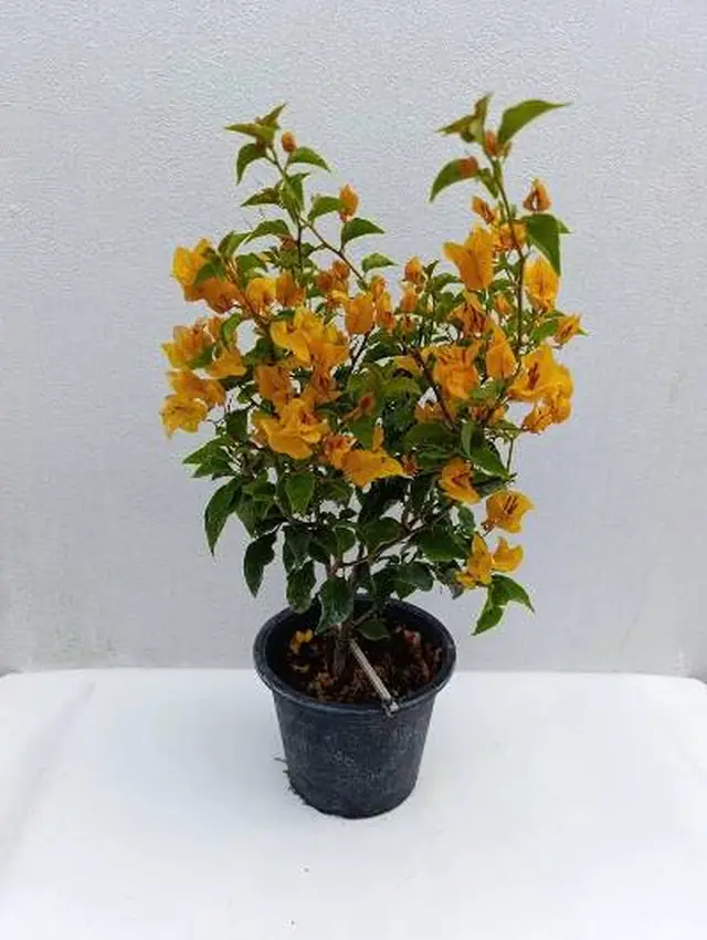 Orange bougainvillea from the Gro Plus nursery