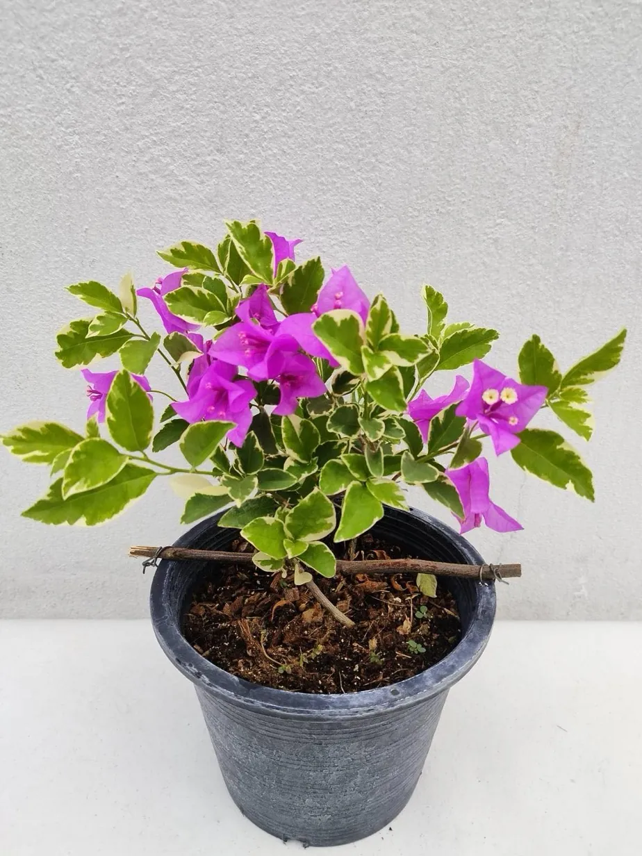 Variegated purple bougainvillea from the Gro Plus nursery